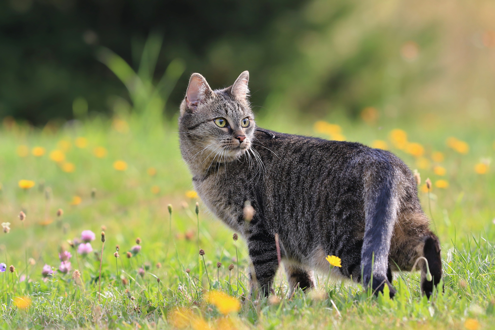 Getigerte Katze blickt auf einer Wiese zurück