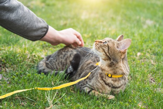 75 sommerliche Katzennamen mit Bedeutung