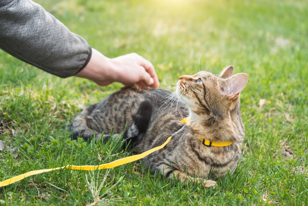 Getigerte Katze liegt im Gras und blickt auf Besitzer, dessen Arm nach der Katze streckt