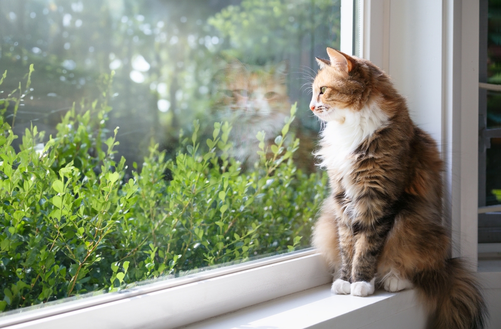 Katze sitzt auf der Fensterbank und blickt auf grüne Sträucher und Bäume