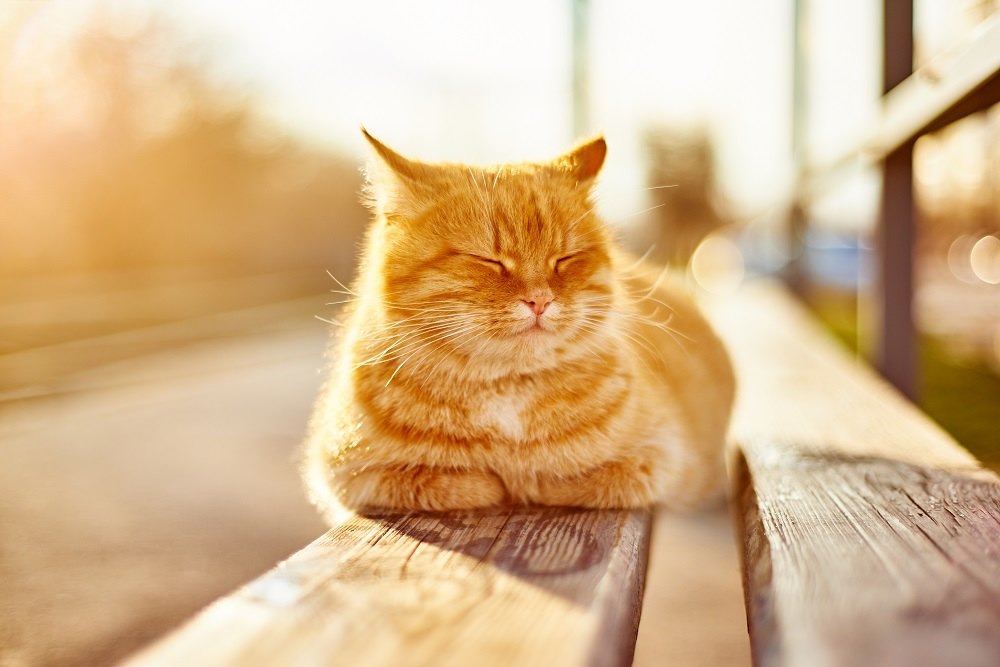 rote Straßenkatze, die sich in der Sonne sonnt