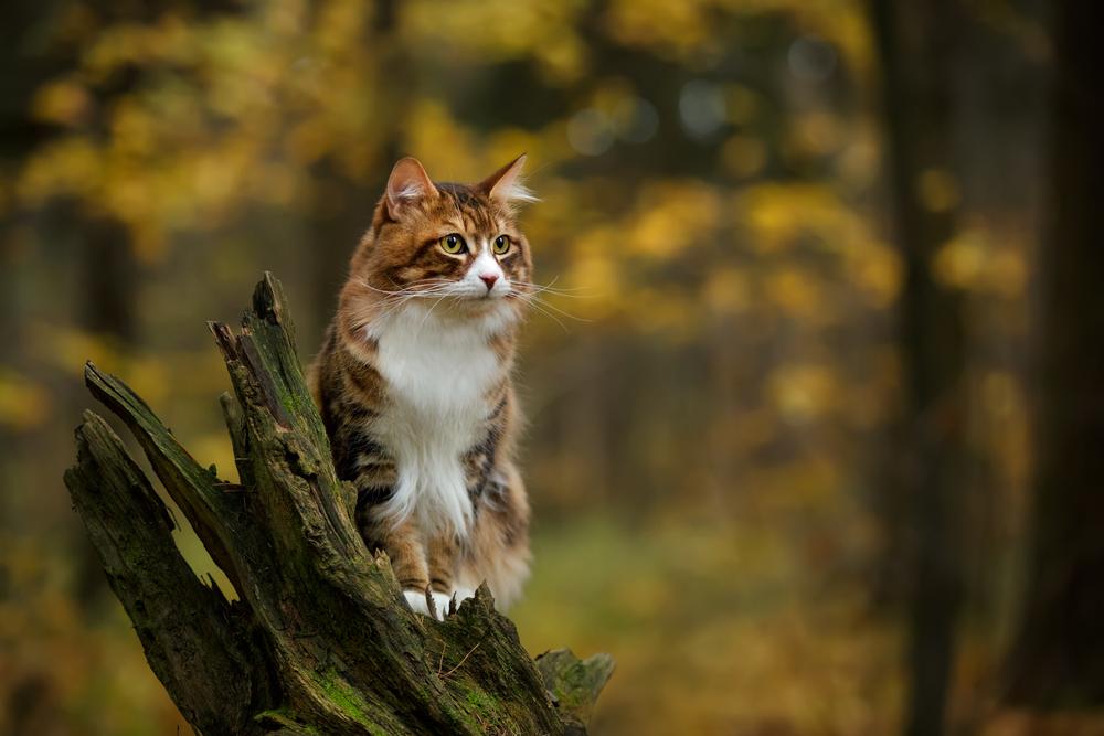 Eine braun-weiße Katze sitzt auf einem umgestürzten Baum.