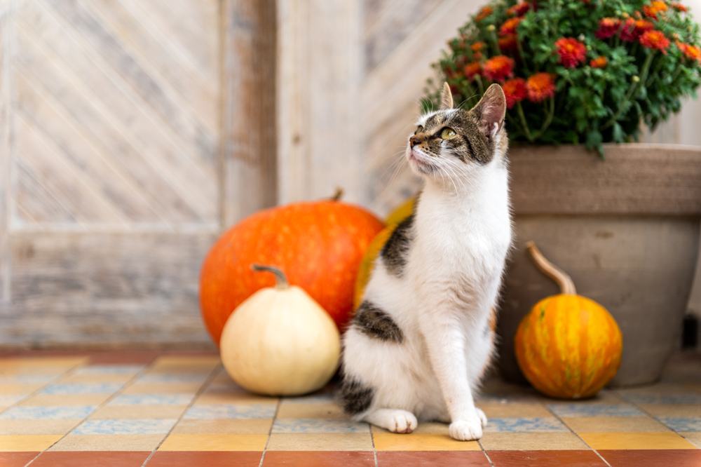 Eine braun-weiße Katze, der ein Vorderbein fehlt, sitzt auf einer Veranda mit Kürbissen im Hintergrund.