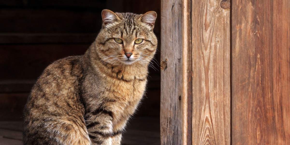 Eine braun getigerte Katze sitzt im Eingang einer Scheune.