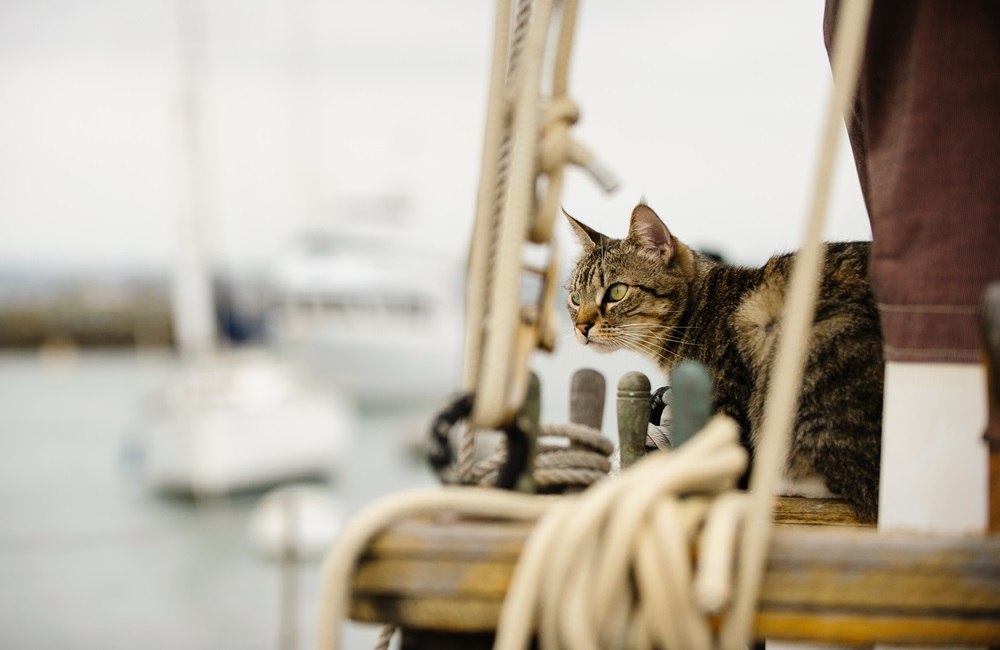 Eine braun getigerte Katze steht auf einem Segelboot.