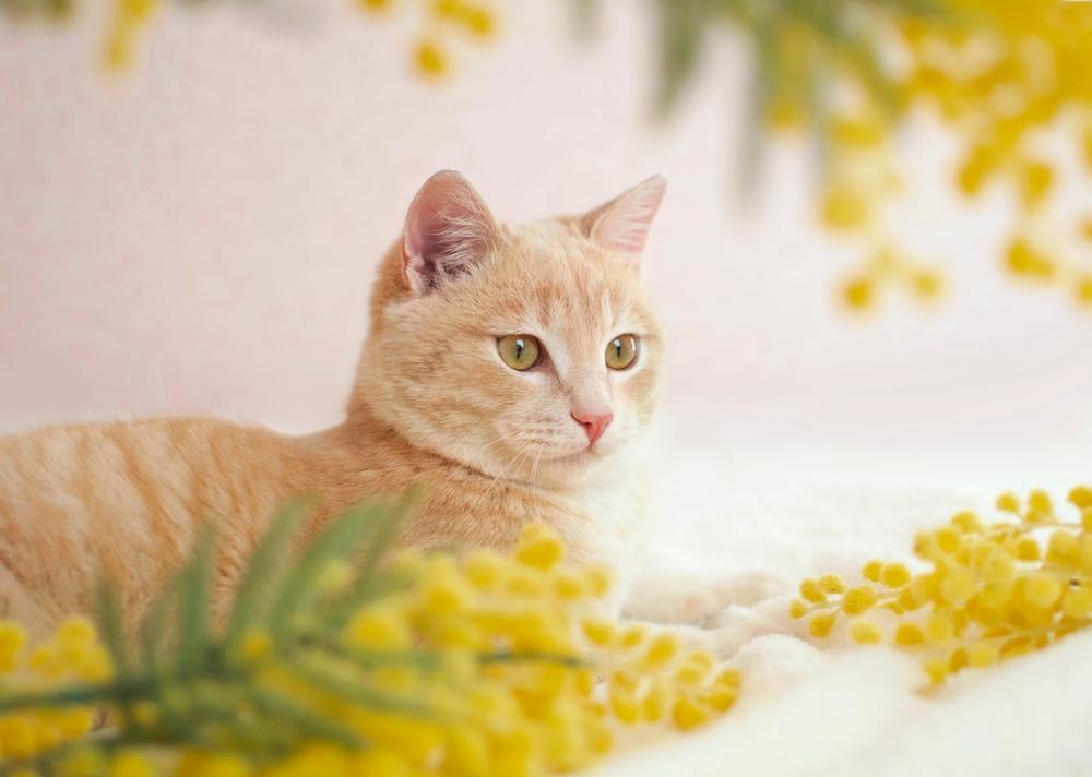 Ein gelbbrauner Tabby sitzt mit gelben Blumen.