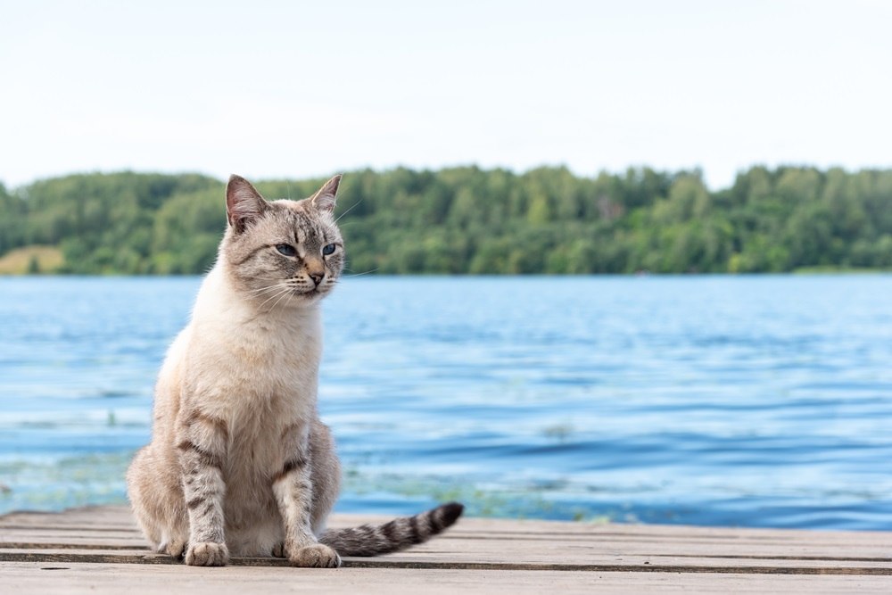 Eine grau-weiße Katze sitzt auf einem Deck in der Nähe des Wassers.