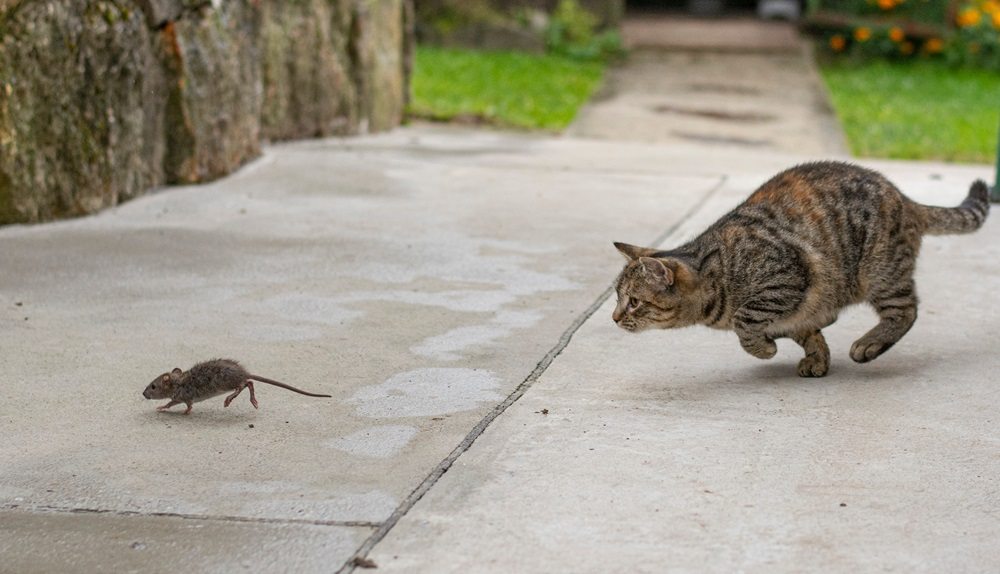 Eine grau getigerte Katze jagt im Freien eine Maus.