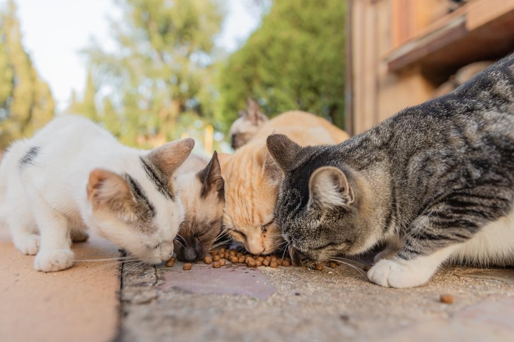 Eine Gruppe von vier Katzen, die zusammen auf der Straße fressen.