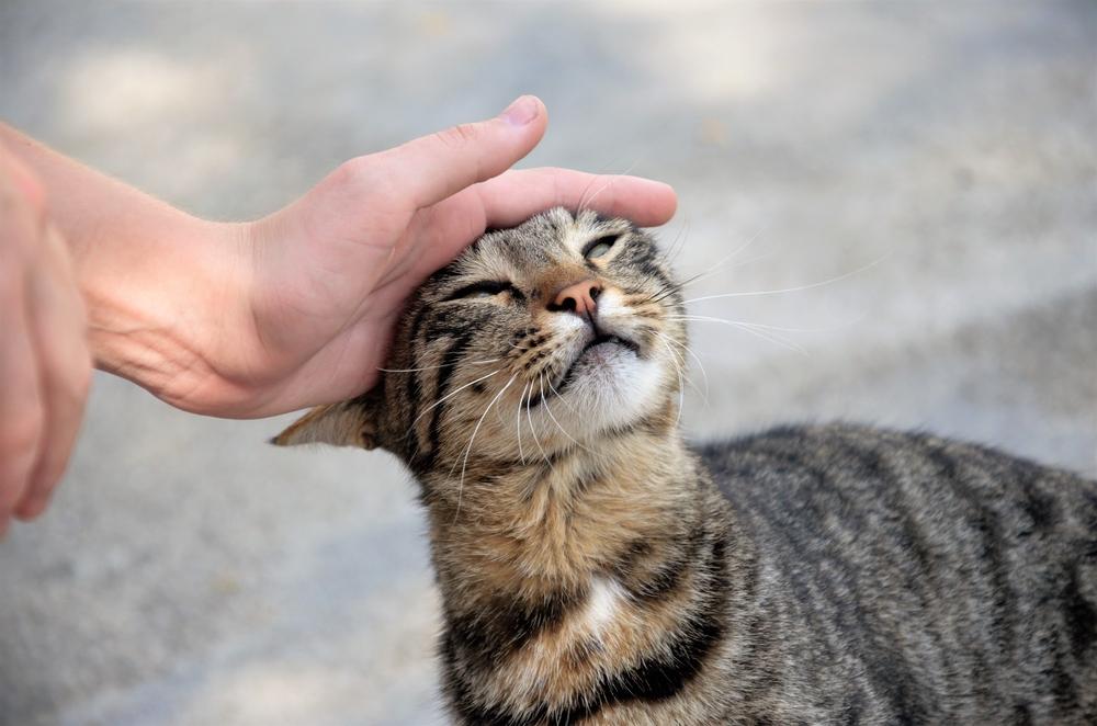 Eine glückliche braun getigerte Katze auf der Straße, die ihren Kopf in jemandes Hand drückt.