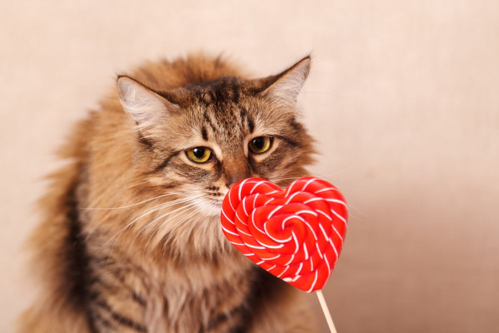 Eine langhaarige braune Katze schnüffelt an einem herzförmigen Lutscher