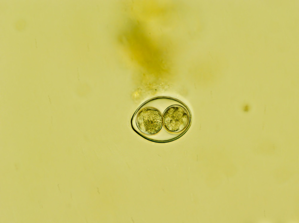 Eine mikroskopische Darstellung des Parasiten Cystoisospora coccidia, der als großer Kreis mit zwei kleineren Kreisen in der Mitte vor einem grünlich-gelben Hintergrund erscheint.