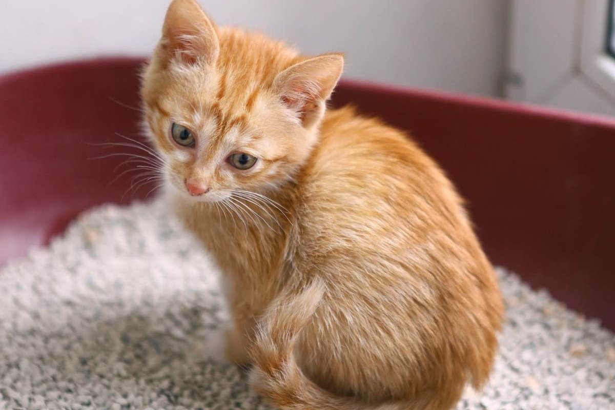 Ein kleines orangefarbenes Kätzchen sitzt in einer roten Katzentoilette