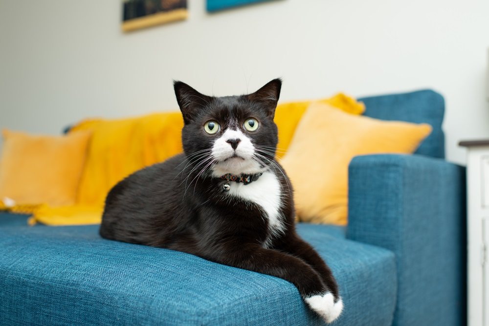 Eine Smokingkatze mit weißen Pfoten sitzt auf einem blauen Sofa.