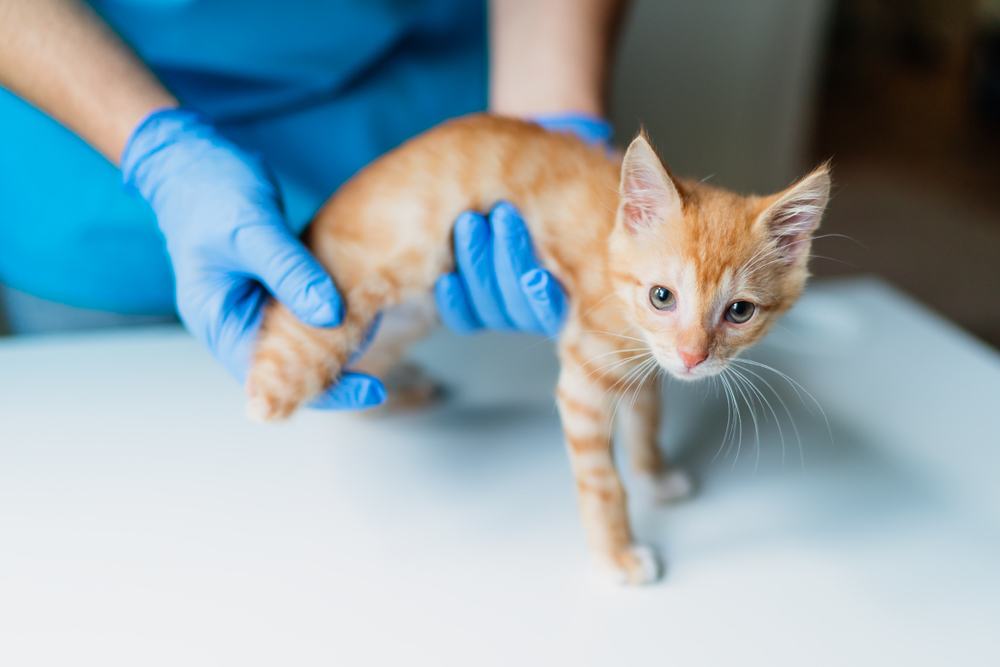 Ein Tierarzt untersucht den Rest eines dreibeinigen orangefarbenen Kätzchens