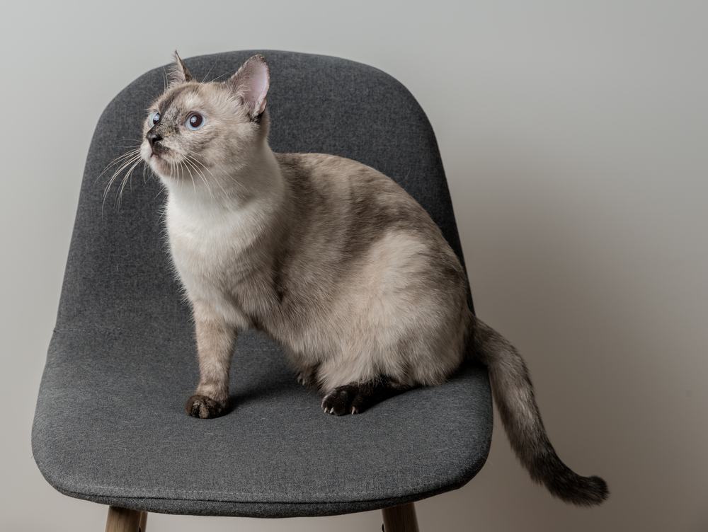 Eine weiß-graue Katze mit einem fehlenden Vorderbein sitzt auf einem Stuhl