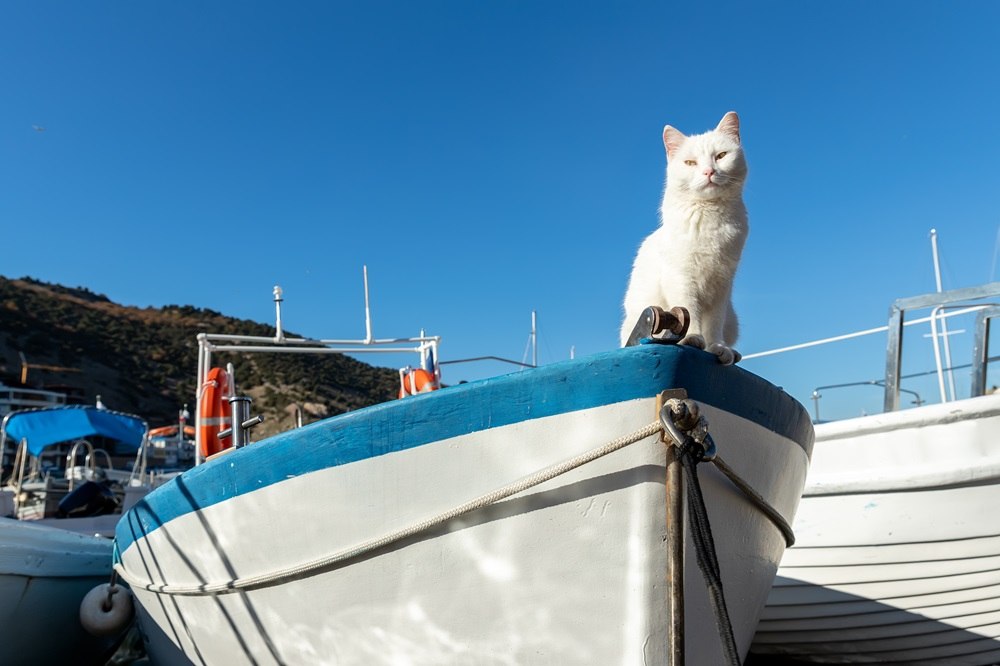 Eine weiße Katze sitzt vorne in einem Boot.