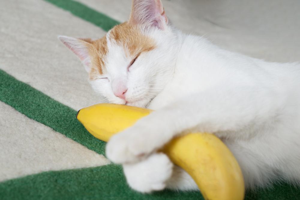 Eine orange-weiße Katze schläft und hält eine Banane.