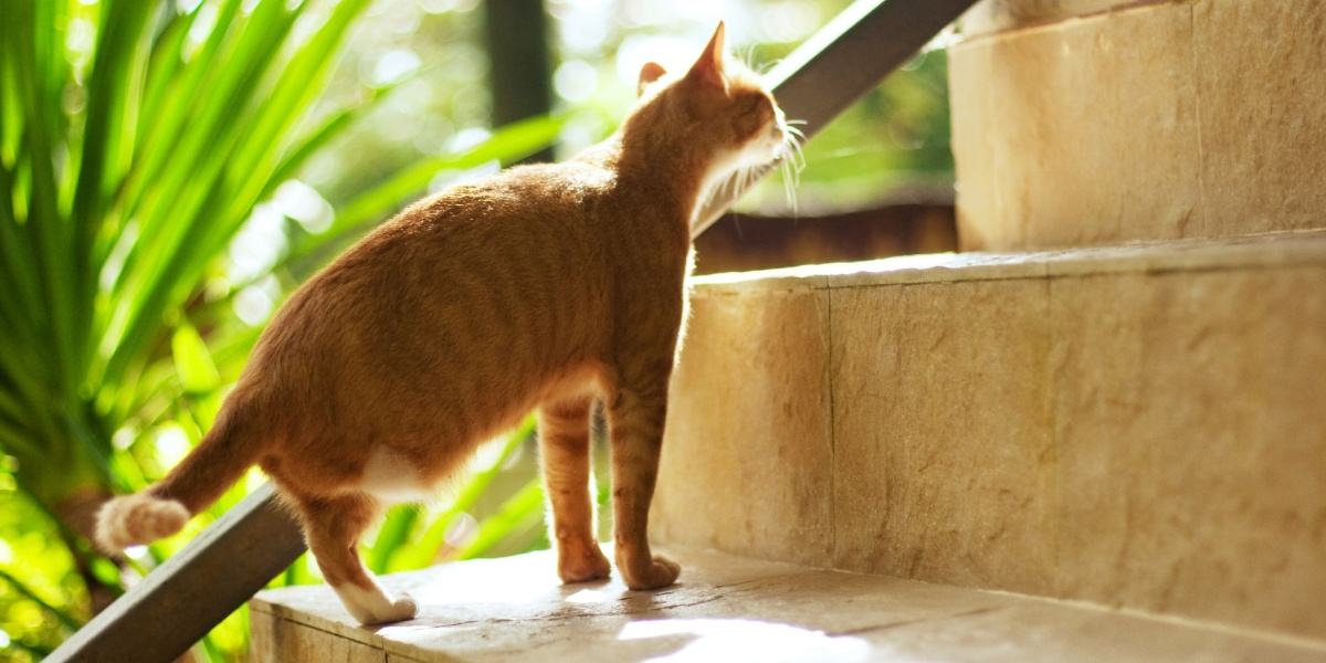 Eine orangefarbene Katze, der ein Hinterbein fehlt, steigt eine Treppe hinauf.