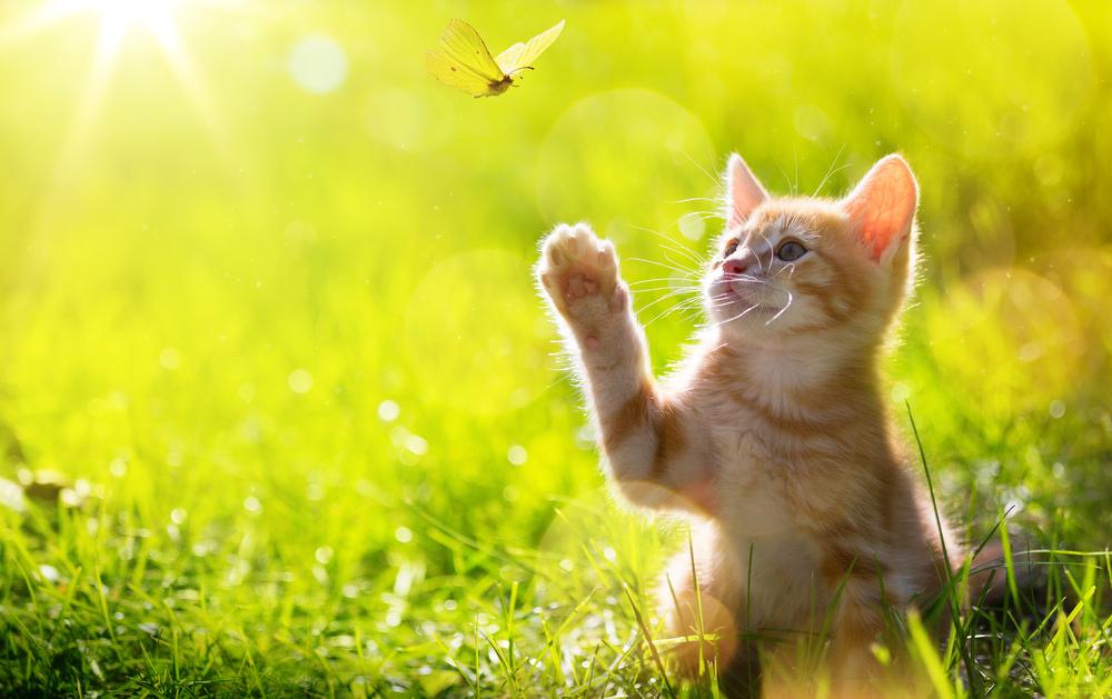 Ein orangefarbenes Kätzchen streckt sich nach oben nach einem Schmetterling.