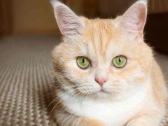 Beautiful cream tabby cat with green eyes.