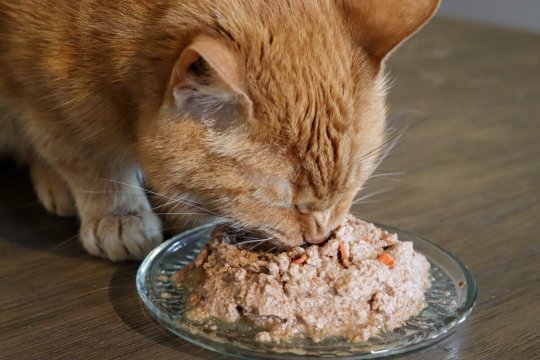 So ändern Sie das Futter Ihrer Katze in 10 einfachen Schritten