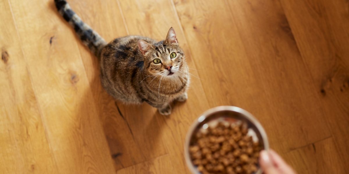 Erhöhte Ansicht einer Frau, die ihre Katze zu Hause mit Trockenfutter füttert