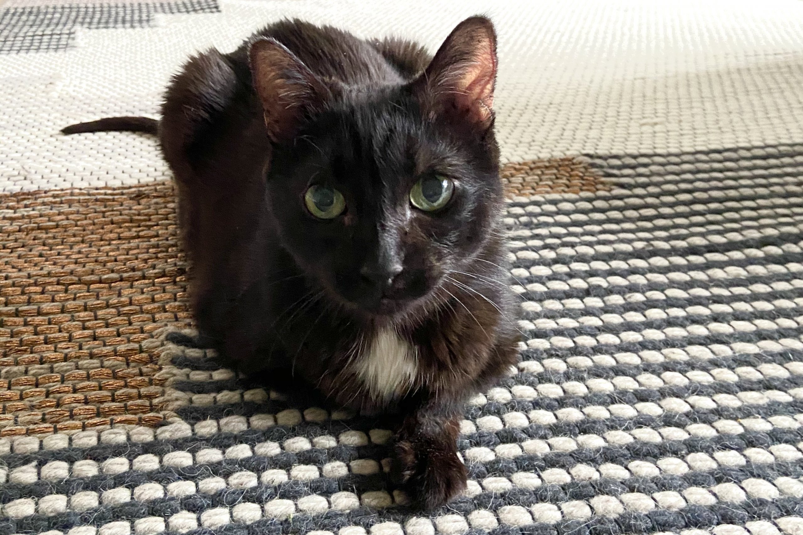 Schöne schwarze Katzenbrotlaibe auf einem Teppich.