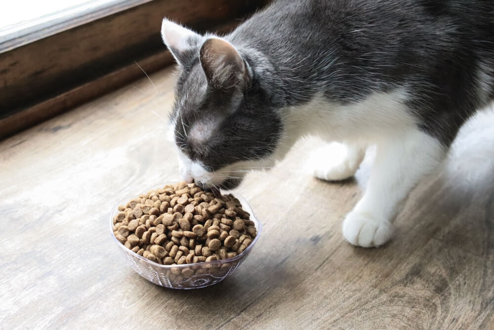 Orange-weiße Katze frisst Trockenfutter