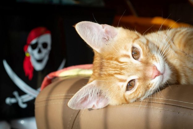 100 Ideen für Piratenkatzennamen mit Bedeutung für Ihre abenteuerlustige Katze