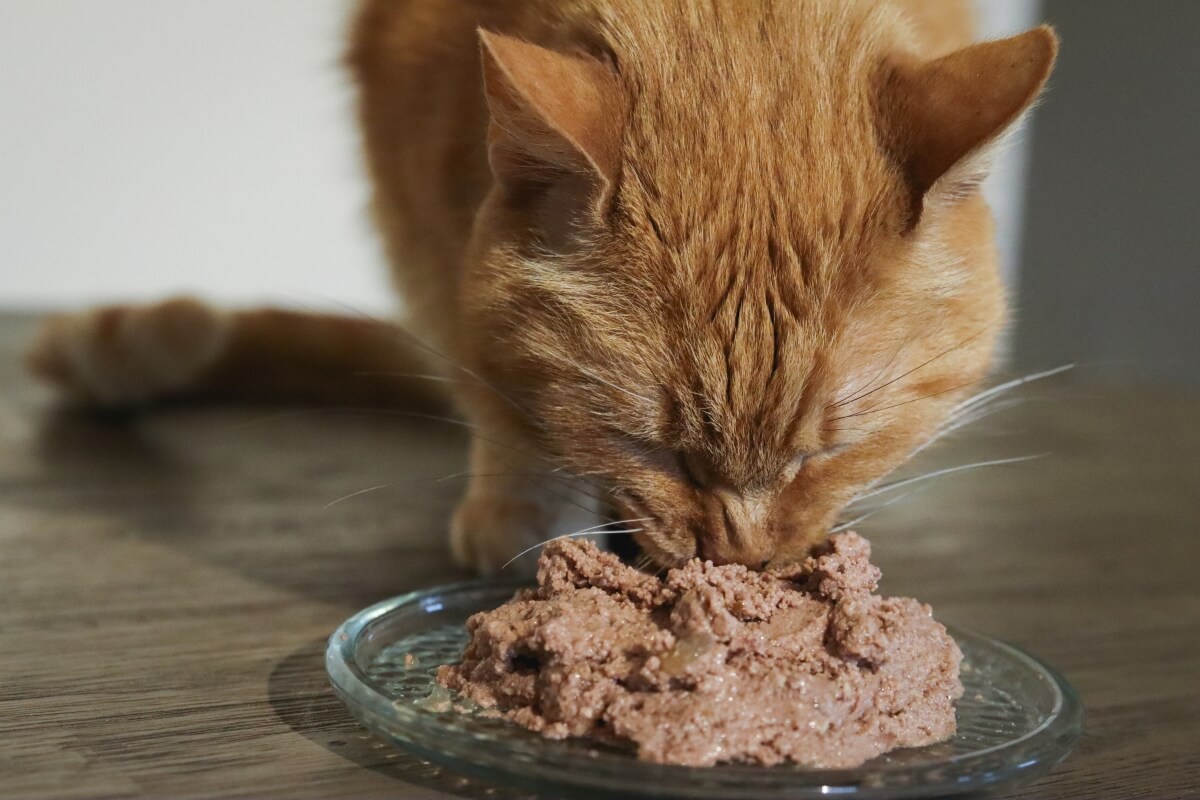 Nassfutter für Katzen Fresh