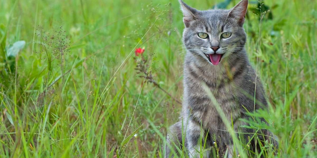 Katze saß keuchend im hohen Gras