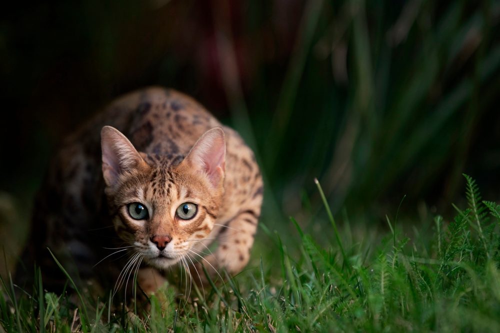 Porträt einer Bengalkatze, die vor einem Hintergrund aus grünem Gras jagt.