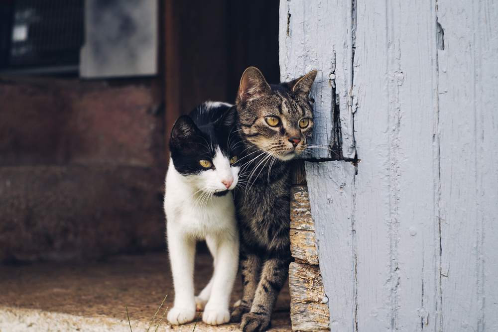 Zwei Katzen spähen um die Ecke einer Scheunenwand.