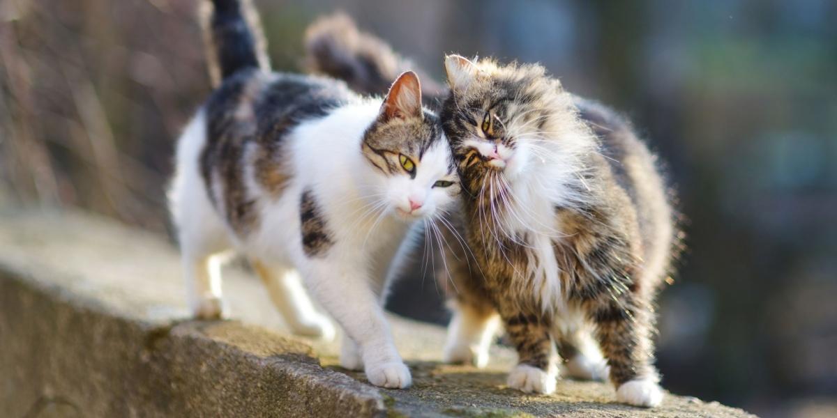 Zwei Katzen laufen auf einer Steinmauer und drücken ihre Köpfe aneinander.