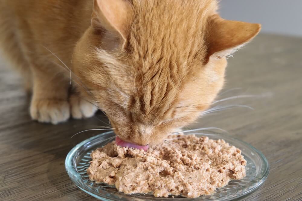 Orange getigerte Katze frisst Nassfutter