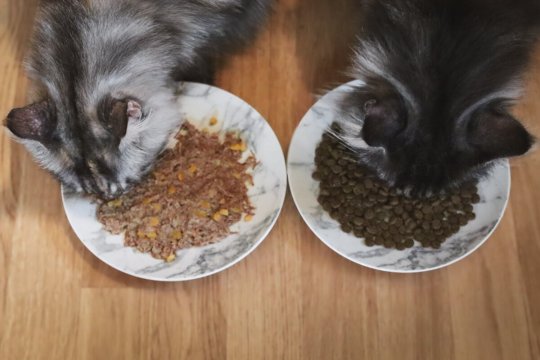 So wechseln Sie von Nassfutter zu Trockenfutter für Katzen
