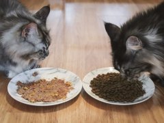 Wet vs Dry Cat Food