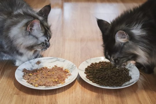 Nassfutter oder Trockenfutter für Katzen: Was ist besser für Katzen?