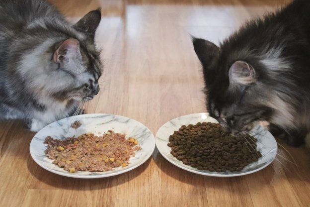 Nassfutter oder Trockenfutter fr Katzen: Was ist besser fr Katzen? -  Cats.com