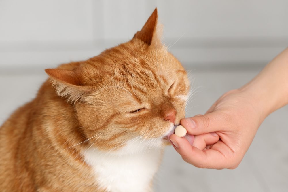 Frau gibt süße Katze im Haus eine Vitamintablette, Nahaufnahme