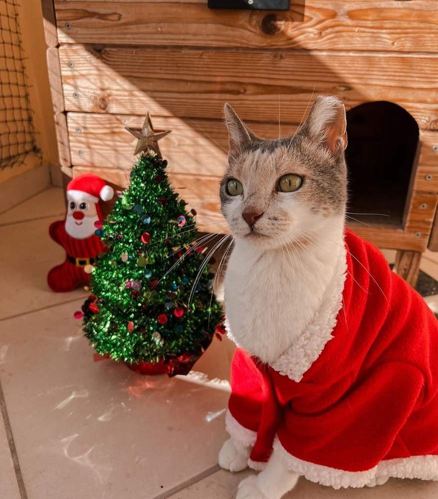 Glaube an Weihnachtsbrauchtum