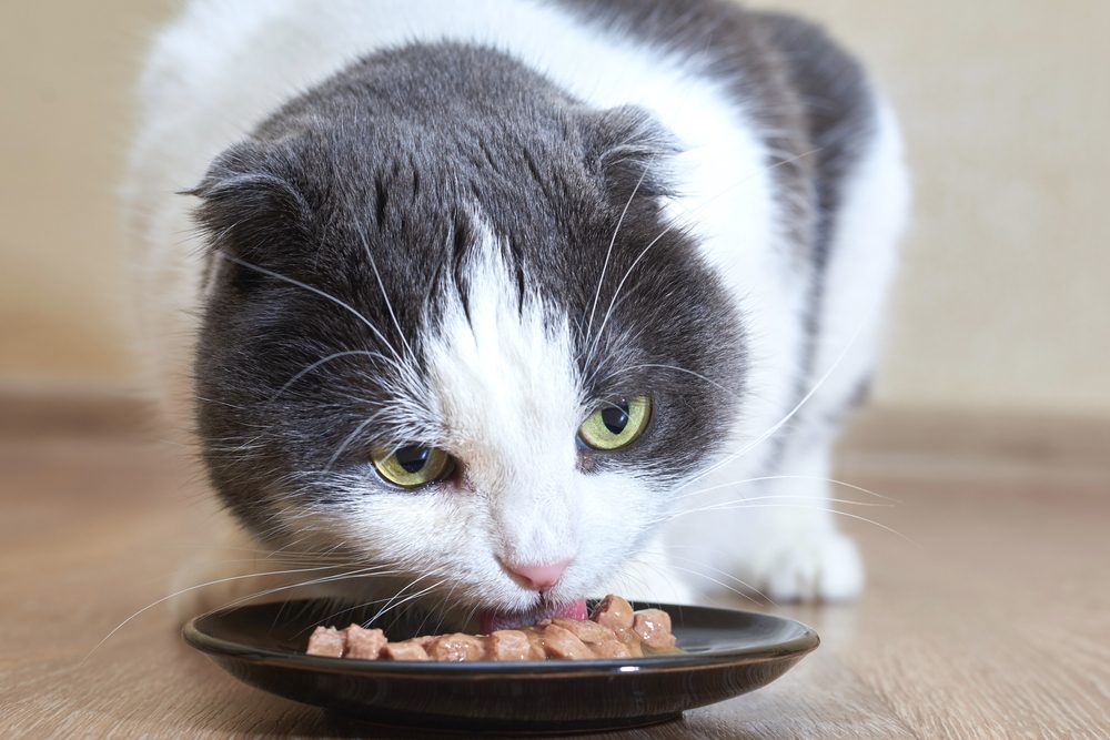 grau-weiße Katze frisst Nassfutter aus einer flachen schwarzen Schüssel