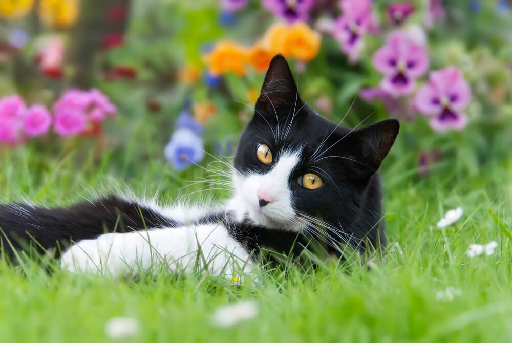 Smokingkatze liegt auf dem Rücken auf einer Wiese vor bunten Blumen