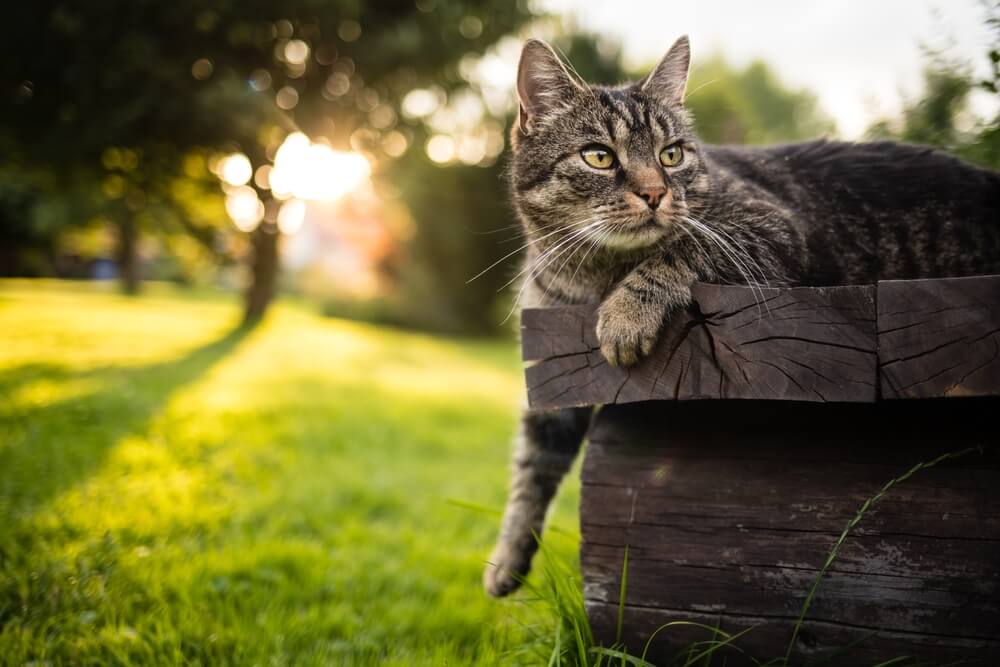 Kurzhaarkatze liegt draußen auf einer Holzbank, hat die Pfote ausgestreckt und schaut neugierig nach rechts.