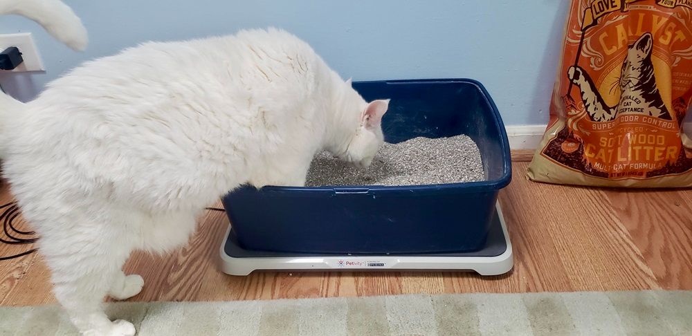 wie oft muss die Katzentoilette gewechselt werden