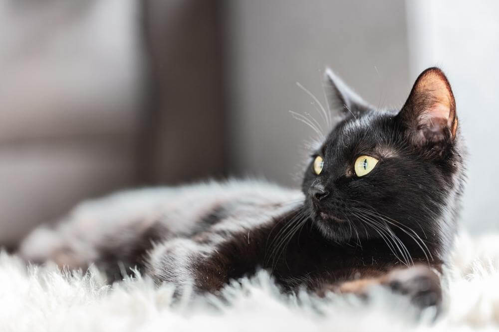 Eine schwarze Katze liegt auf einem flauschigen weißen Teppich und blickt zur Seite auf etwas außerhalb des Bildes.