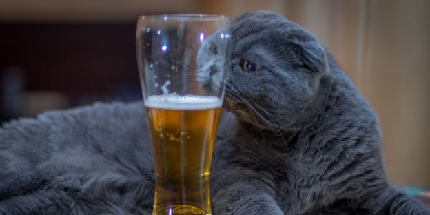 100 von Alkohol inspirierte Katzennamen mit Bedeutung