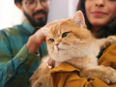 An Indian couple stands with their short-haired orange cat