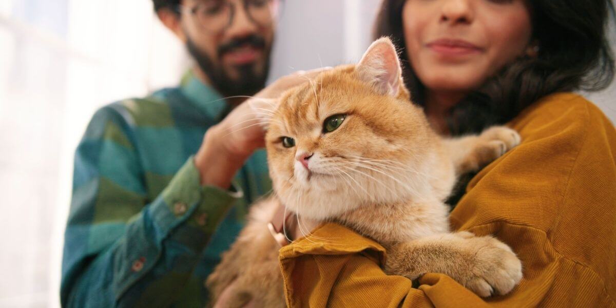 Ein indisches Paar steht mit seiner kurzhaarigen orangefarbenen Katze